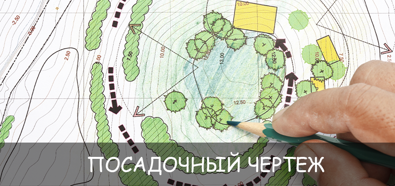 Посадочный чертеж в ландшафтном дизайне