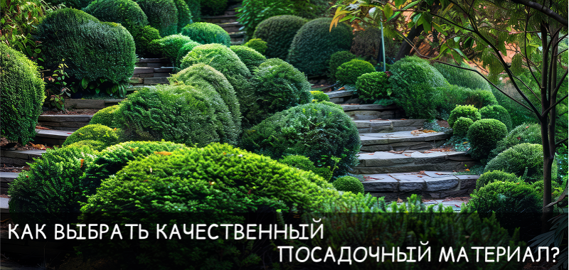Как выбрать качественный посадочный материал?