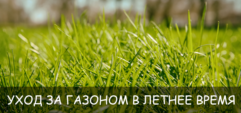 Уход за газоном в летнее время