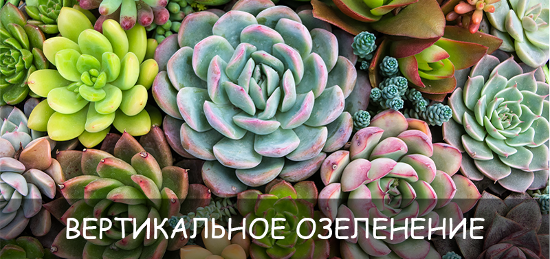 Вертикальное озеленение своими руками