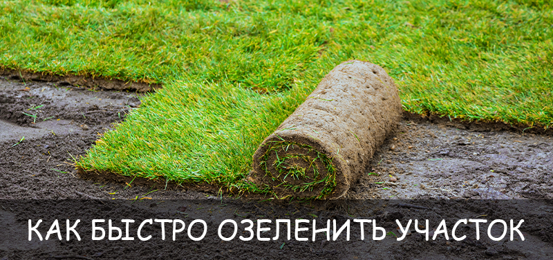 Как быстро озеленить участок: 5 приемов