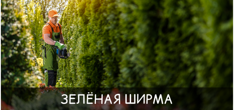 Зеленая ширма