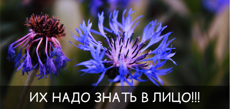 Их надо знать в лицо - сорняки