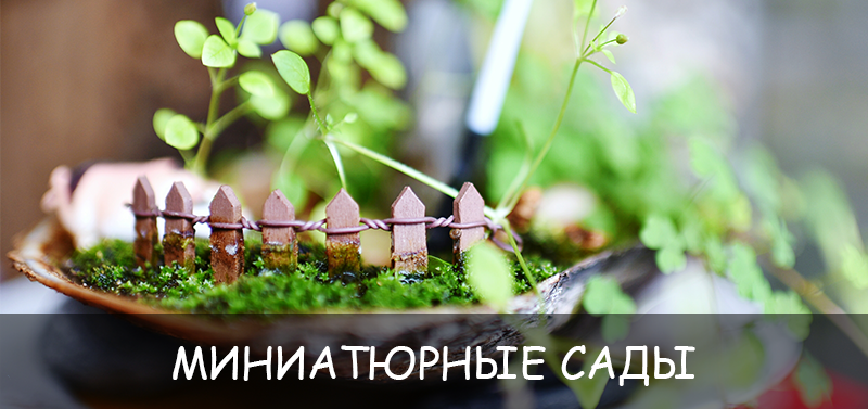 Миниатюрные сады — тренд будущего