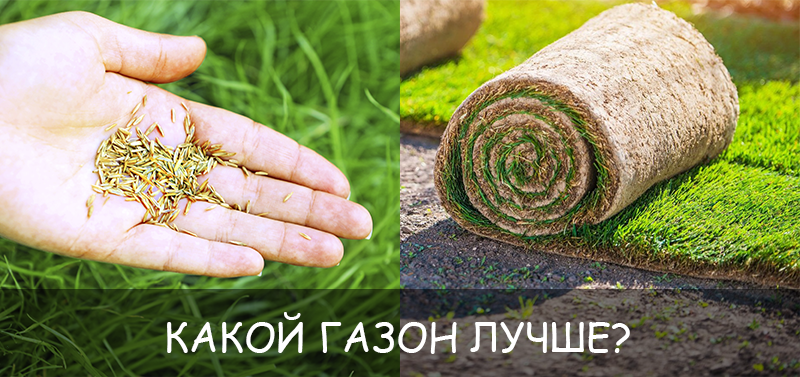 Какой газон лучше: рулонный или посевной?
