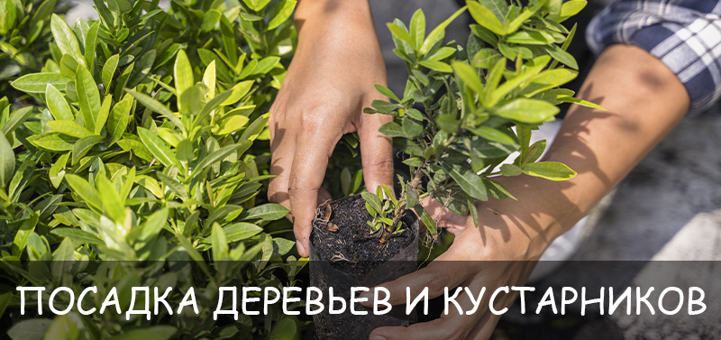 Посадка деревьев и кустарников
